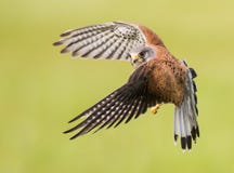 Bird of prey in flight Royalty Free Stock Photo Bird of prey in flight Royalty Free Stock Photo