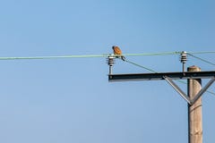 Bird of prey Kestrel Falco tinnunculus perched on a telegraph wire royalty free stock images Bird of prey Kestrel Falco tinnunculus perched on a telegraph wire royalty free stock images