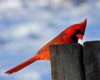 Bird, Red, Sky, Beak Royalty Free Stock Photography Bird, Red, Sky, Beak Royalty Free Stock Photography