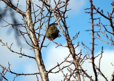 Bird`s nest on the branch of tree and blur sky background. royalty free stock image Bird`s nest on the branch of tree and blur sky background. royalty free stock image