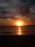 Bird& x27 s της θάλασσας στοκ φωτογραφία με δικαίωμα ελεύθερης χρήσης Bird& x27 s της θάλασσας στοκ φωτογραφία με δικαίωμα ελεύθερης χρήσης