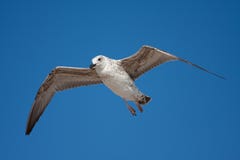 Bird Seagull Flying Royalty Free Stock Photography Bird Seagull Flying Royalty Free Stock Photography
