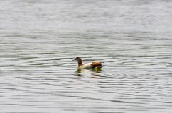 Bird watching near Lake Hora, Ethiopia royalty free stock photo Bird watching near Lake Hora, Ethiopia royalty free stock photo