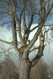 Birdhouses na drzewie obrazy stock Birdhouses na drzewie obrazy stock