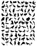 Birds Royalty Free Stock Photography Birds Royalty Free Stock Photography