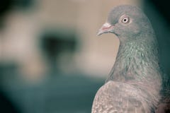 Birds stock image Birds stock image