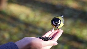 Birds eat the seeds with your hands