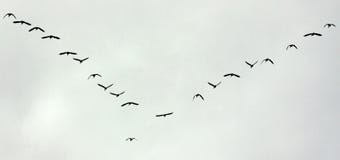 Birds Flight Migration