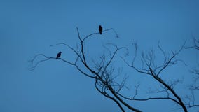 Birds fly off branches