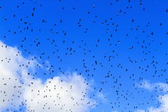 Birds fly over our head stock photo Birds fly over our head stock photo