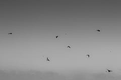 Birds flying in black and white royalty free stock images Birds flying in black and white royalty free stock images