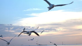 Birds flying at sea in sunset slow motion