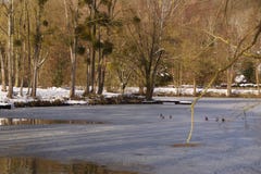 Birds on the ice-cold lake - France stock image Birds on the ice-cold lake - France stock image