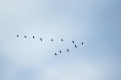 Birds In Classic Stock Photography