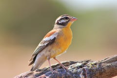 Birds Of Color - Golden-breasted Bunting Royalty Free Stock Photo Birds Of Color - Golden-breasted Bunting Royalty Free Stock Photo