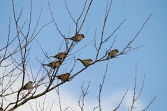Birds On A Branch Stock Photography