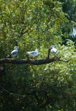 Birds On A Branch Royalty Free Stock Photography