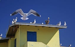 Birds On Roof Top Royalty Free Stock Image