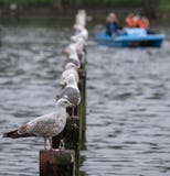 Birds perching on wooden posts in lake at Regent`s Park in London. Blurred blue boat visible in the background. royalty free stock images Birds perching on wooden posts in lake at Regent`s Park in London. Blurred blue boat visible in the background. royalty free stock images