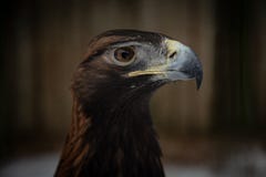 Birds of prey golden Eagle head