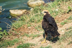 Birds of prey - Marsh Harrier Circus aeruginosus in natural habitats royalty free stock photography Birds of prey - Marsh Harrier Circus aeruginosus in natural habitats royalty free stock photography