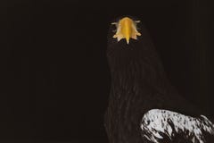 Birds of prey stellers sea eagle head