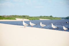 Birds on a sand dune royalty free stock image Birds on a sand dune royalty free stock image