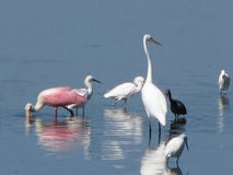 Birds Wading In The Water Royalty Free Stock Photo Birds Wading In The Water Royalty Free Stock Photo