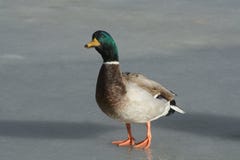 Birdwatching Mallard duck drake royalty free stock photography Birdwatching Mallard duck drake royalty free stock photography