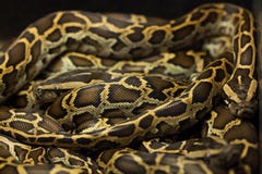 Birmaanse python (Pythonbivittatus) stock foto Birmaanse python (Pythonbivittatus) stock foto