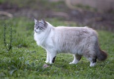 Birman-Katze in der Natur Stockbild Birman-Katze in der Natur Stockbild