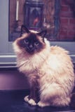 Birman kota obsiadanie drzwi obraz stock Birman kota obsiadanie drzwi obraz stock