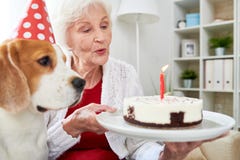 Birthday cake for dog stock photography Birthday cake for dog stock photography