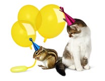 Birthday concept, funny cat and chipmunk with balloons
