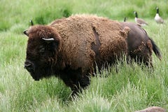 Bison Royalty Free Stock Images