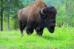 Bison Stock Images