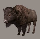 Bison Stock Image
