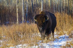 Bison américain photos stock Bison américain photos stock