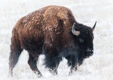 Bison américain image stock Bison américain image stock