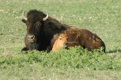 Bison And Calf Royalty Free Stock Photo