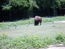 Bison au zoo photographie stock libre de droits Bison au zoo photographie stock libre de droits