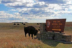 Bison Buffalo rayant la tête sur le connexion de parc national de caverne de vent le Black Hills du Dakota du Sud Etats-Unis image libre de droits Bison Buffalo rayant la tête sur le connexion de parc national de caverne de vent le Black Hills du Dakota du Sud Etats-Unis image libre de droits
