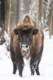 Bison Close omhoog royalty-vrije stock afbeeldingen Bison Close omhoog royalty-vrije stock afbeeldingen