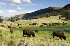 Bison, der in Nationalpark weiden lässt lizenzfreie stockbilder Bison, der in Nationalpark weiden lässt lizenzfreie stockbilder