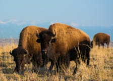 Bison du Colorado photographie stock libre de droits Bison du Colorado photographie stock libre de droits