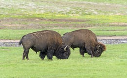 Bison Grazing dans le Black Hills photographie stock libre de droits Bison Grazing dans le Black Hills photographie stock libre de droits