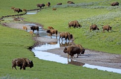 Bison Herd Near A Water Source. Royalty Free Stock Photos