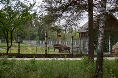 _ Bison i halvön i Belovezhskaya Pushcha Maj 23, 2017 arkivbild _ Bison i halvön i Belovezhskaya Pushcha Maj 23, 2017 arkivbild