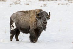 BISON IM TIEFEN SCHNEE-ARCHIVBILD stockbilder BISON IM TIEFEN SCHNEE-ARCHIVBILD stockbilder