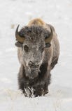 BISON IM TIEFEN SCHNEE-ARCHIVBILD stockbild BISON IM TIEFEN SCHNEE-ARCHIVBILD stockbild